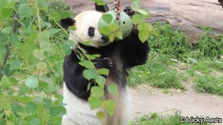 Giant Panda Pandaen Enrichment Feeding  Copenhagen Zoo [upl. by Kopple]