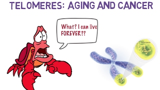 Telomeres Aging and Cancer  Science Ambassador Scholarship 2017 [upl. by Magner]