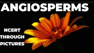 Plant kingdom 10  ANGIOSPERMS  Class 11 CBSE NCERT NEET NCERT through pictures [upl. by Akirdnuhs]