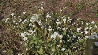 Heliotropium europaeum European heliotrope and European turnsole [upl. by Bolen]