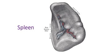 Spleen a complete discussion in Bangla by Prof Dr Md Ashfaqur Rahman [upl. by Yvonne]