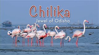 Chilika Jewel Of Odisha HD [upl. by Ennovyhs943]