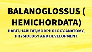 DETAILED STUDY OF BALANOGLOSSUS  HABIT AND HABITAT MORPHOLOGY ANATOMY PHYSIOLOGY DEVELOPMENT [upl. by Nosmoht772]