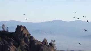 Turkey Vultures and California Condors692 and friend at High Peaks [upl. by Onifur]