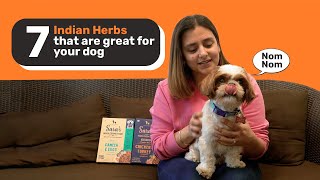 Indian Herbs that are great for your Dogs health [upl. by Ahsieym]