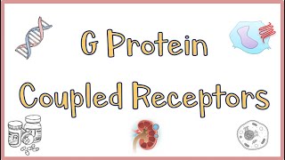 G Protein Coupled ReceptorsGPCRs  Structure Function Mechanism of Action Everything [upl. by Koralie]