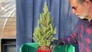 How to transform Dwarf Alberta Spruce nursery stock into Bonsai Part 2 15Dec2023 [upl. by Eslehc]