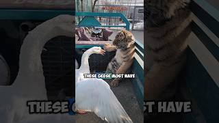 The nervous behavior of geese who are not afraid of tigers [upl. by Ocirderf]