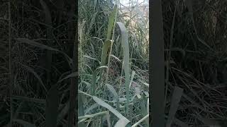 Phragmites australis Reed grass [upl. by Salakcin]