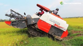 Incredible Kubota Harvester DC 70 Harvest Rice  Cool And Powerful Agricultural Machine [upl. by Orestes209]