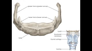 Two Minutes of Anatomy Hyoid Bone [upl. by Lewendal]