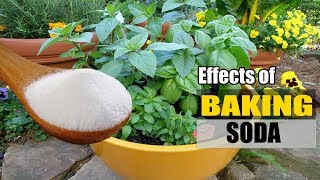 Effects of Sodium Bicarbonate Baking Soda On Your Garden Plants [upl. by Corbin884]