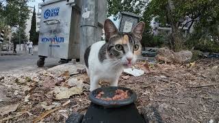 Robot feeder brought food for a stray cat [upl. by Atilam]