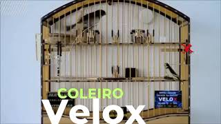 Canto do coleiro Velox [upl. by Statis]