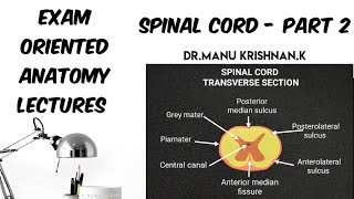 NEUROANATOMY SPINAL CORD EXTERNAL FEATURES  SPINAL MENINGES BLOOD SUPPLY [upl. by Grefe]