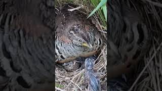 Top Wilds Quail in Forest birds nature wildbirdlife wildlife birdslover wildbirds birdsounds [upl. by Grimonia]