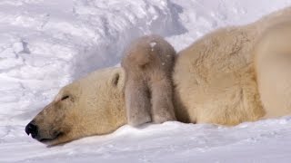 Polar Bear Cubs Taking Their First Steps  Planet Earth  BBC Earth [upl. by Robbyn]