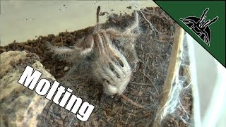 Molting Time 4  Grammostola rosea [upl. by Swithin96]