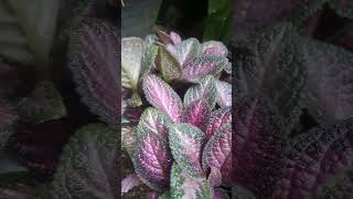 PINk FITTONIA fittonia phittoniaplant pinkleaves houseplants trendingshorts 1millionviews [upl. by Dustman]