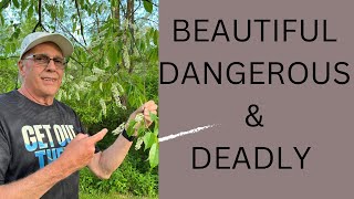 BLACK CHERRY Beautiful dangerous amp deadly  nature shorts shortvideo  cherrynature tree [upl. by Lawry]