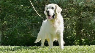 Trained English Golden Retriever girl Star [upl. by Lainad]