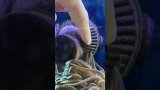 Saving my ANEMONE stuck in the aquarium shorts [upl. by Jerrilee]