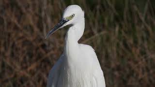 Little Egret Garzetta Egretta garzetta [upl. by Alyn]