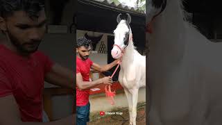 ഇക്കാന്റെ പിള്ളേര് ഇറങ്ങിയിട്ടുണ്ട് 😜😜I Horse Malappuram shorts [upl. by Zetnauq]