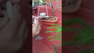 DIY garden decor ideas cutediy diy planter shortsfeed [upl. by Yecies319]