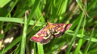 PYRALE Pouprée  Pyrausta purpuralis  BRUITX [upl. by Maximilien]