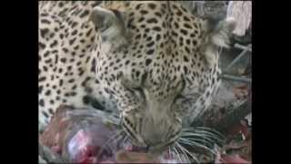 Leopard Impala  eaten whole [upl. by Tippets817]