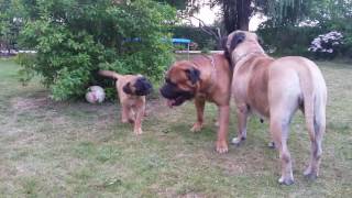 Neapolitan Mastiff puppy barking takes on big dog [upl. by Grier164]