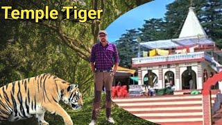 Temple Tiger वो बाघ जिससे हार मान ली Jim Corbett ने । शिकार Wildlife Stories। Tiger Hunting Stories [upl. by Hunt]