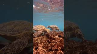 turtle 🐢 snorkeling 🤿 maui 🏝️ oceanlife 🐠 hawaiianparadise 🌺 [upl. by Poucher]