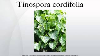 Tinospora cordifolia [upl. by Gunn]