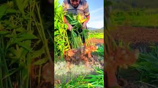 Beautiful and healing rural life  fruit pickingvillagelife satisfying fruitpicking farming [upl. by Aratehs490]