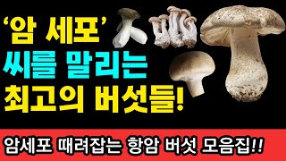 버섯 좋아하는 암환자 주목 암세포 때려잡는 최강의 항암 버섯 I 니시노 호요쿠 I 암이 사라지는 식사 I 암 억제 식품사전 [upl. by Canter]