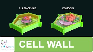 CELL WALL [upl. by Nolita671]