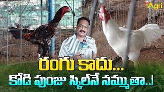 Pandem Punjulu Characteristics  రంగు కాదు కోడి పుంజు స్కిల్‌నే నమ్ముతా Tone Agri [upl. by Avek]