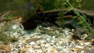 Gudgeonbarbel stone loachspined loach in fish tank [upl. by Peregrine]