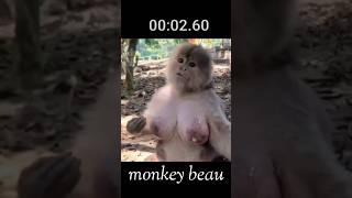 Monkey beau Aisa bandar dekkor mujhe assa lag ta hai animals [upl. by Hardner]