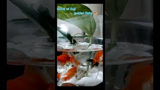 Golden fish 🐠  Aquarium  Reels shorts worldofsuji ytshorts [upl. by Thorner]