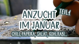 Unsere Anzucht im Januar 🌱👨‍🌾 Salat Chili Paprika Kohlrabi Blumenkohl drinnen vorziehen [upl. by Moya]