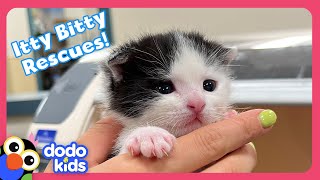 Itty Bitty Puppies and Kittens Need Homes  Dodo Kids  Rescued [upl. by Aikahs]