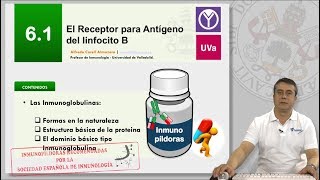 61 EL RECEPTOR PARA ANTÍGENO DEL LINFOCITO B [upl. by Ttenneb412]