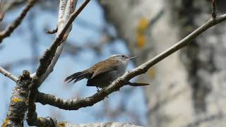 Bewicks Wren Call [upl. by Gisela]