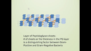 Bacterial Cell Wall Gram Positive vs Gram Negative [upl. by Caroline]