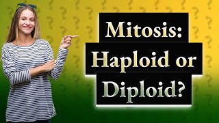 Is mitosis haploid or diploid [upl. by Sokul548]