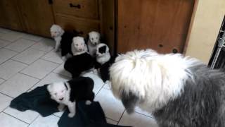 Old English Sheepdog Puppies [upl. by Abie]