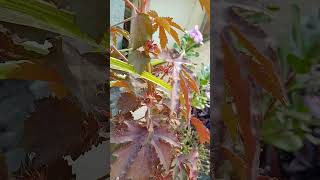 Plant growth winter best plant Greenshine210 [upl. by Salbu]